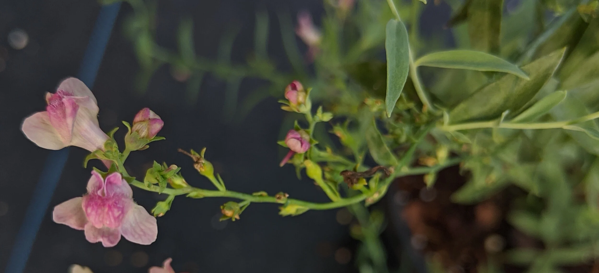 Pinky flower.jpg
