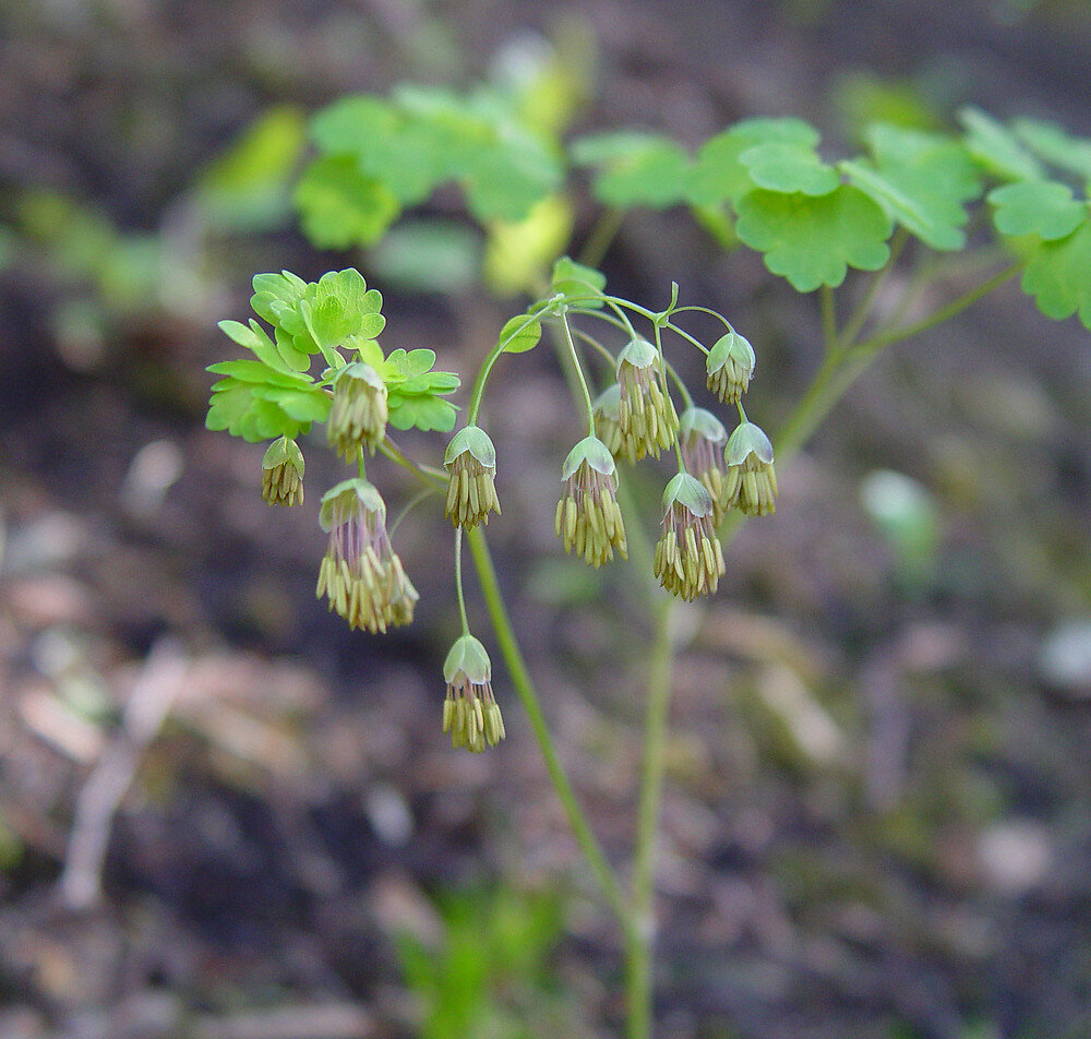 Thalictrum dioicum