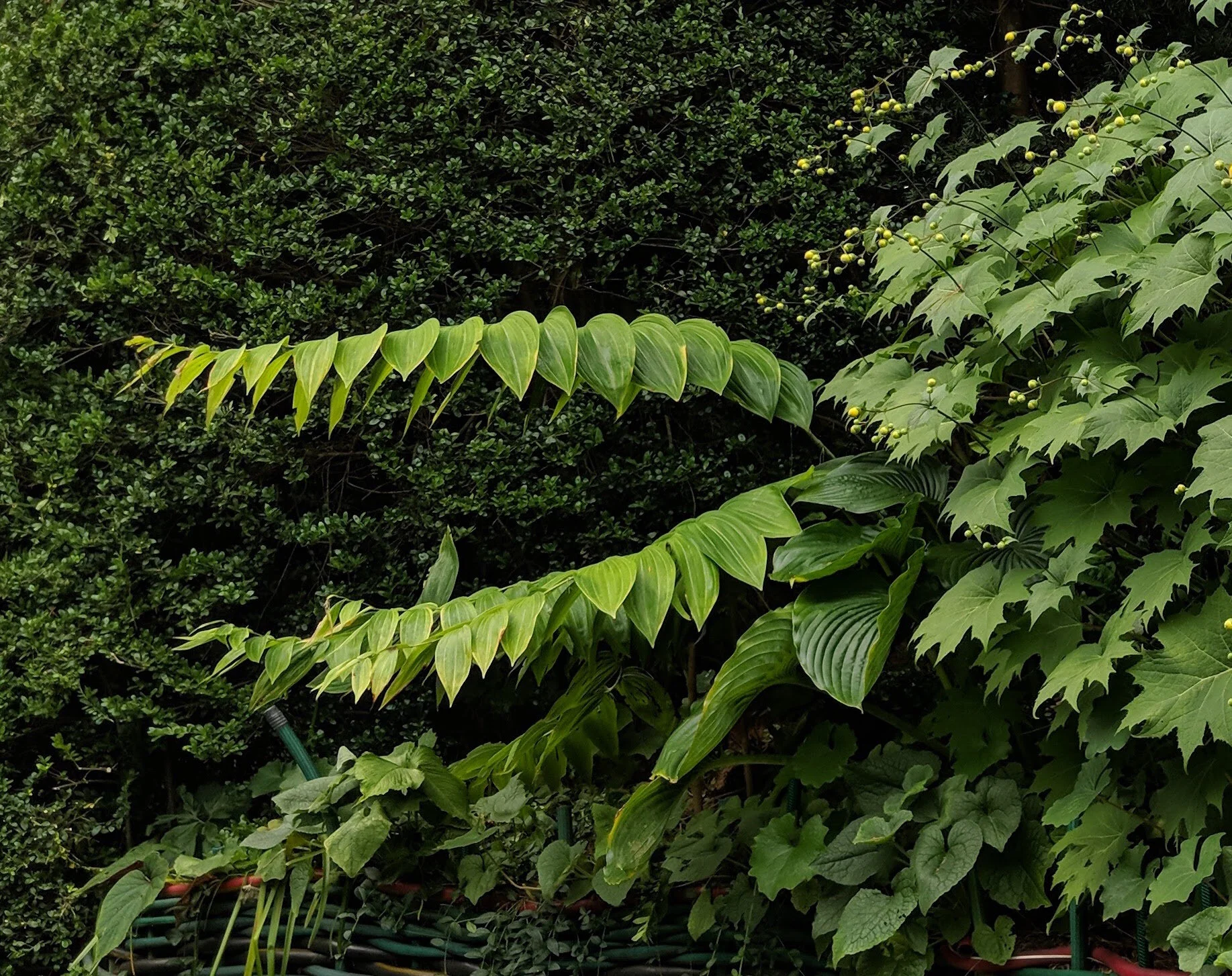 Polygonatum macranthum.jpg
