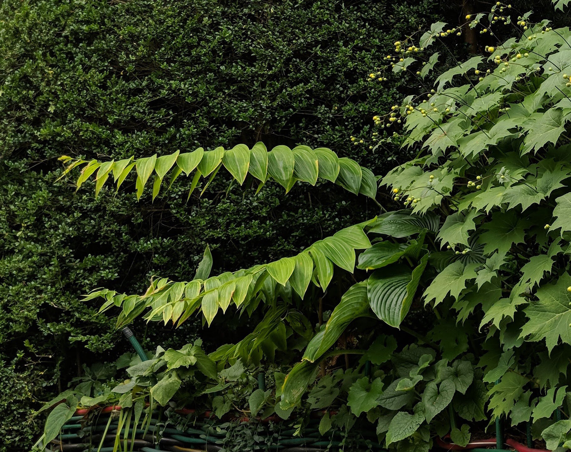 Polygonatum macranthum