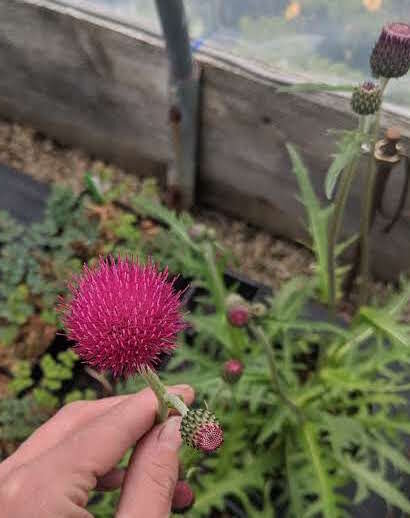 Cirsium rivulare 'Trevor's Blue'