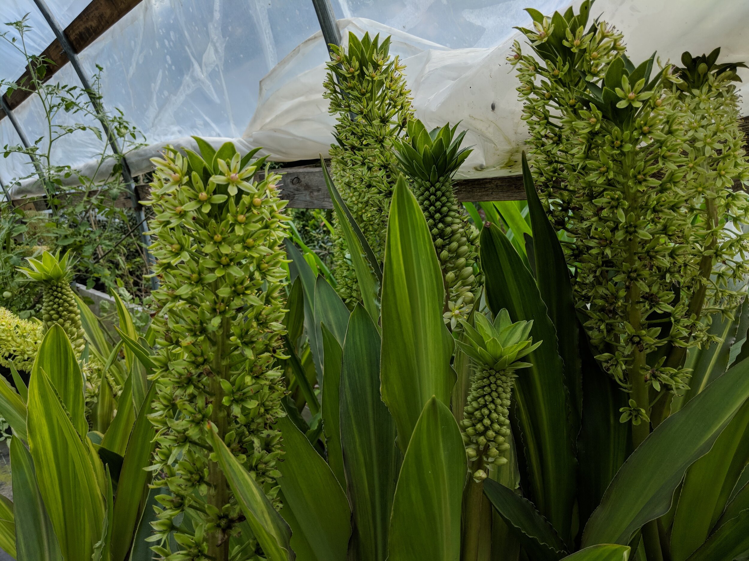 Eucomis pallidiflora subsp. pole-evansii 