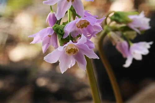 Ranzania japonica.jpg