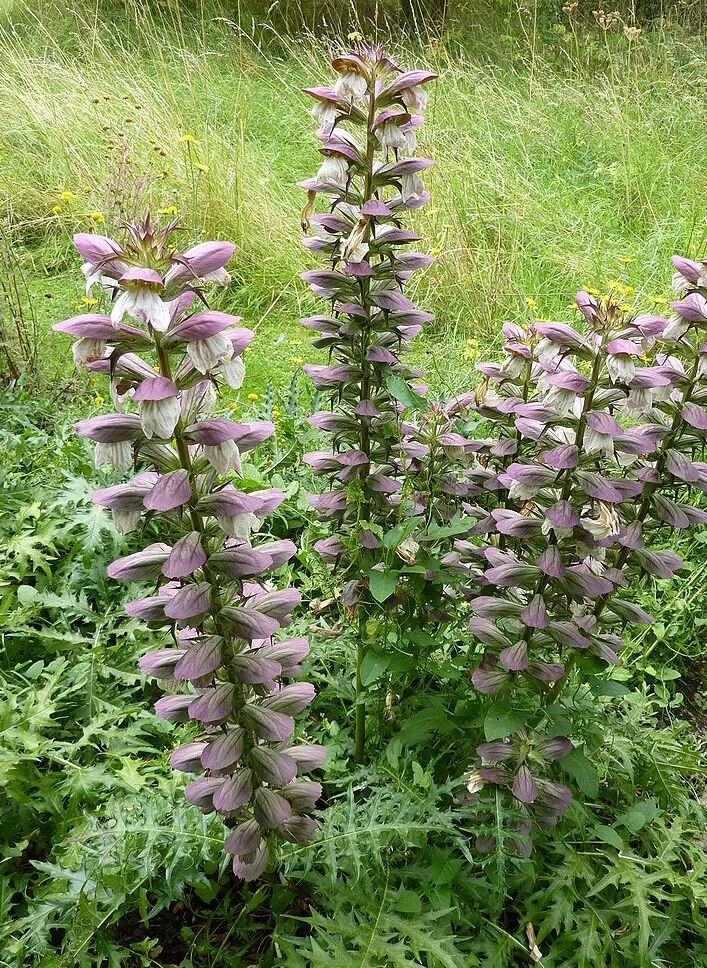 Acanthus spinosus.JPG