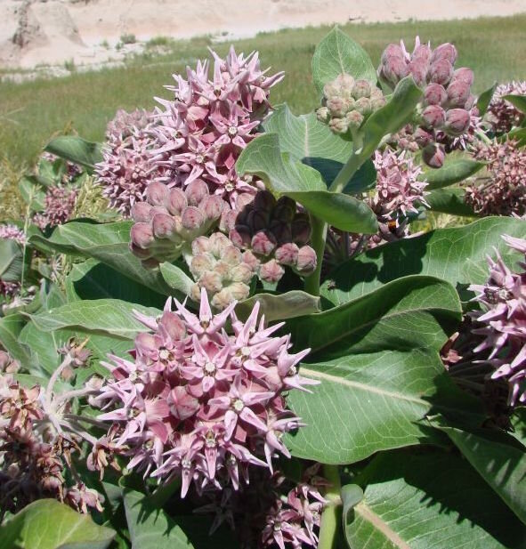Asclepias speciosa