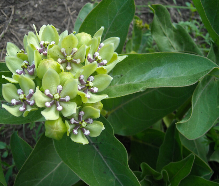 Asclepias viridis