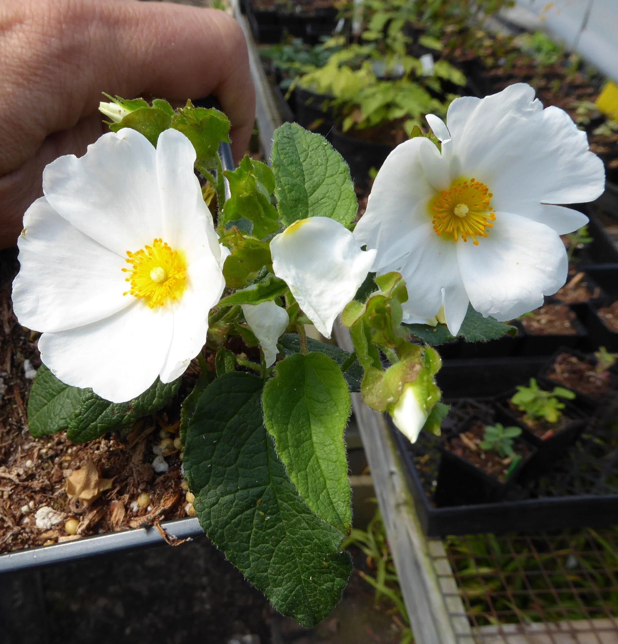 Cistus Harpers white.jpg
