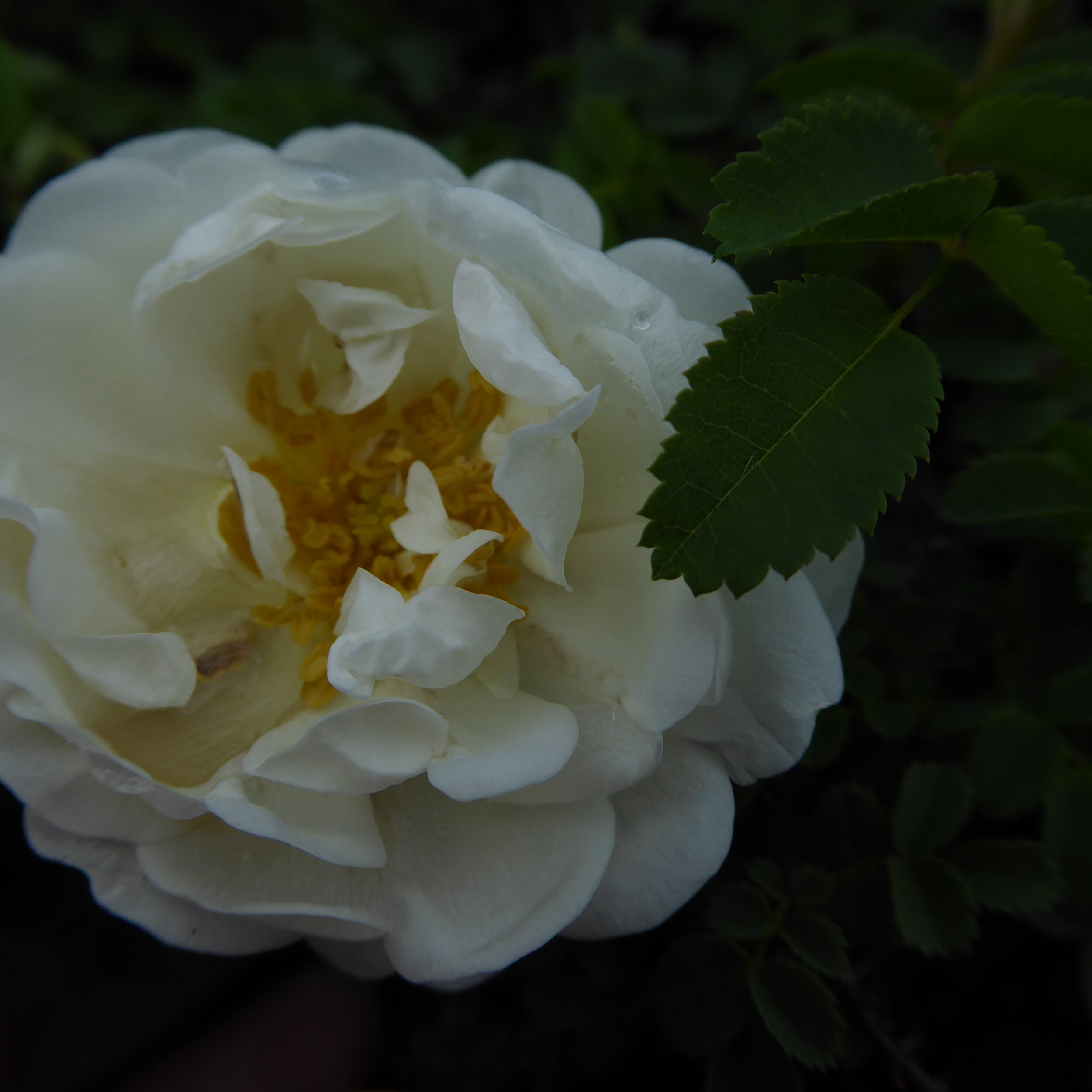 rosa pimpinellifolia double white.jpg