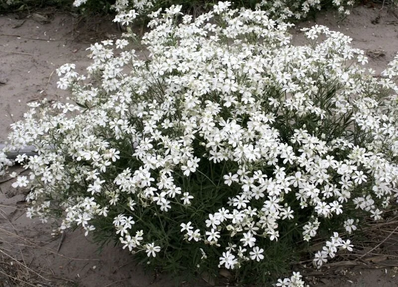 Clematis hexipetala.jpg