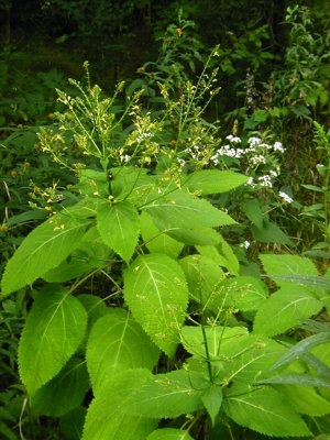 Collinsonia canadensis.jpg