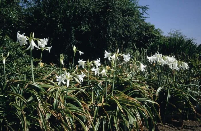 Crinum x powellii 'Album' .jpg