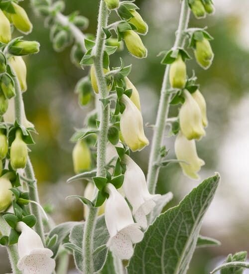 Digitalis purpurea ssp. heywoodii
