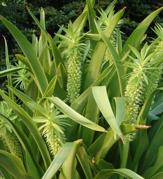 Eucomis peace candles.JPG