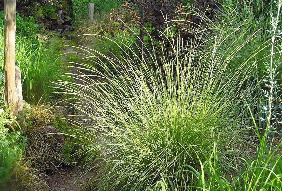 Festuca mairei
