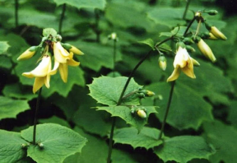 Kirengeshoma palmata 'Black Style'  issima