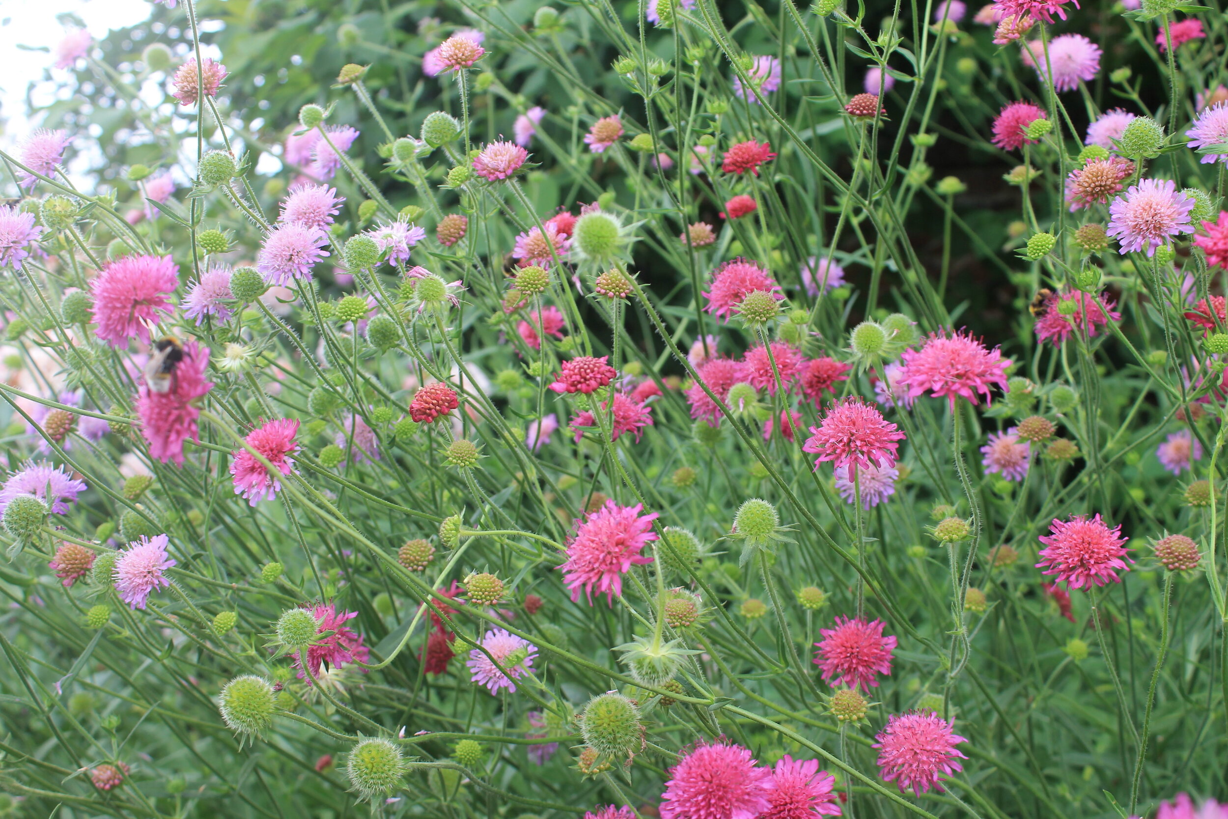 Knautia macedonica 'Melton Pastels'