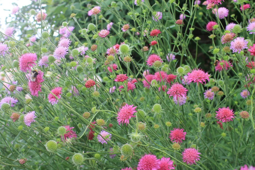 plants K-R — issima