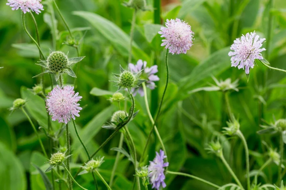 knautia arvensis.jpg