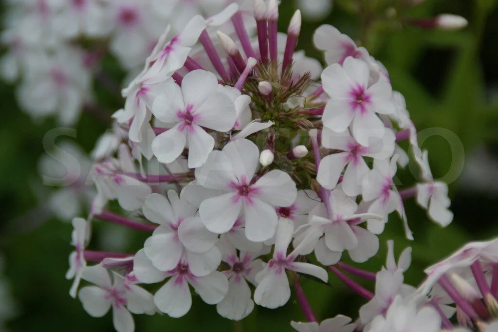 phlox nirvana.JPG