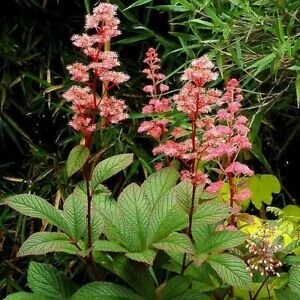 Rodgersia pinnata 'Crûg Cardinal .jpg