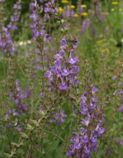 Salvia regeliana