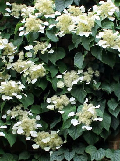 Schizophragma hydrangeoides 'Moonlight'