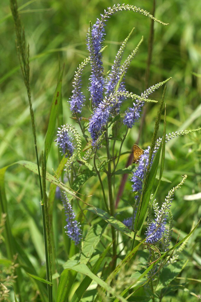 Veronica rotunda var. subintegra