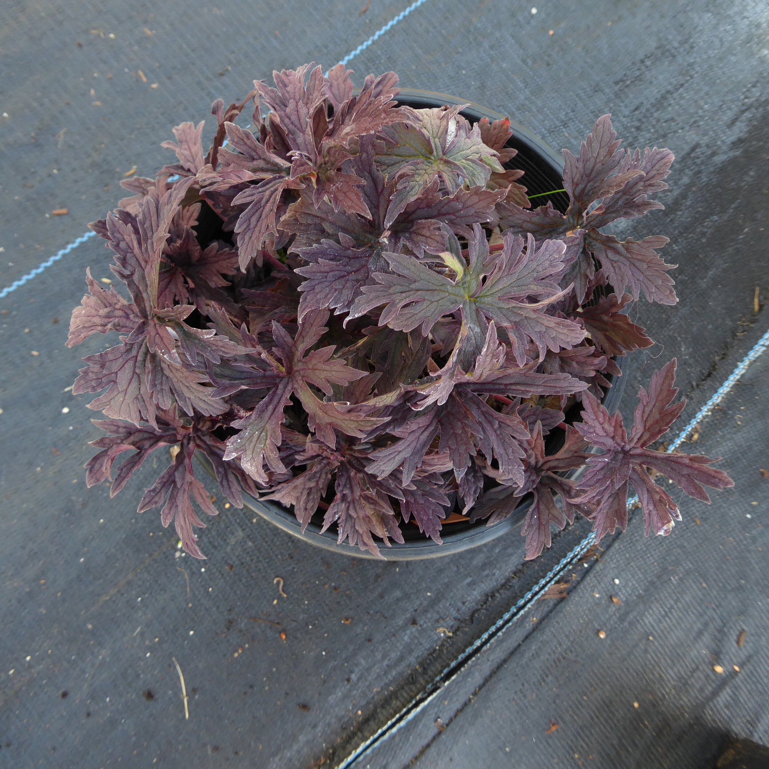 Geranium pratense 'Ghost Reiter'