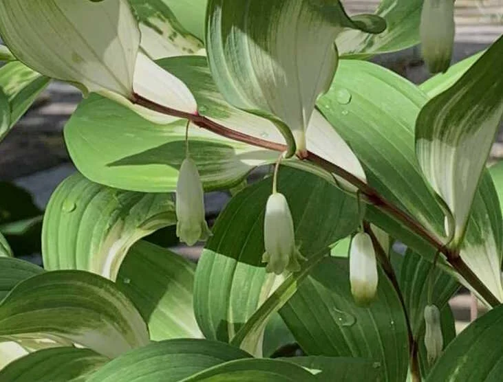 Polygonatum odoratum 'Byakko'.JPG