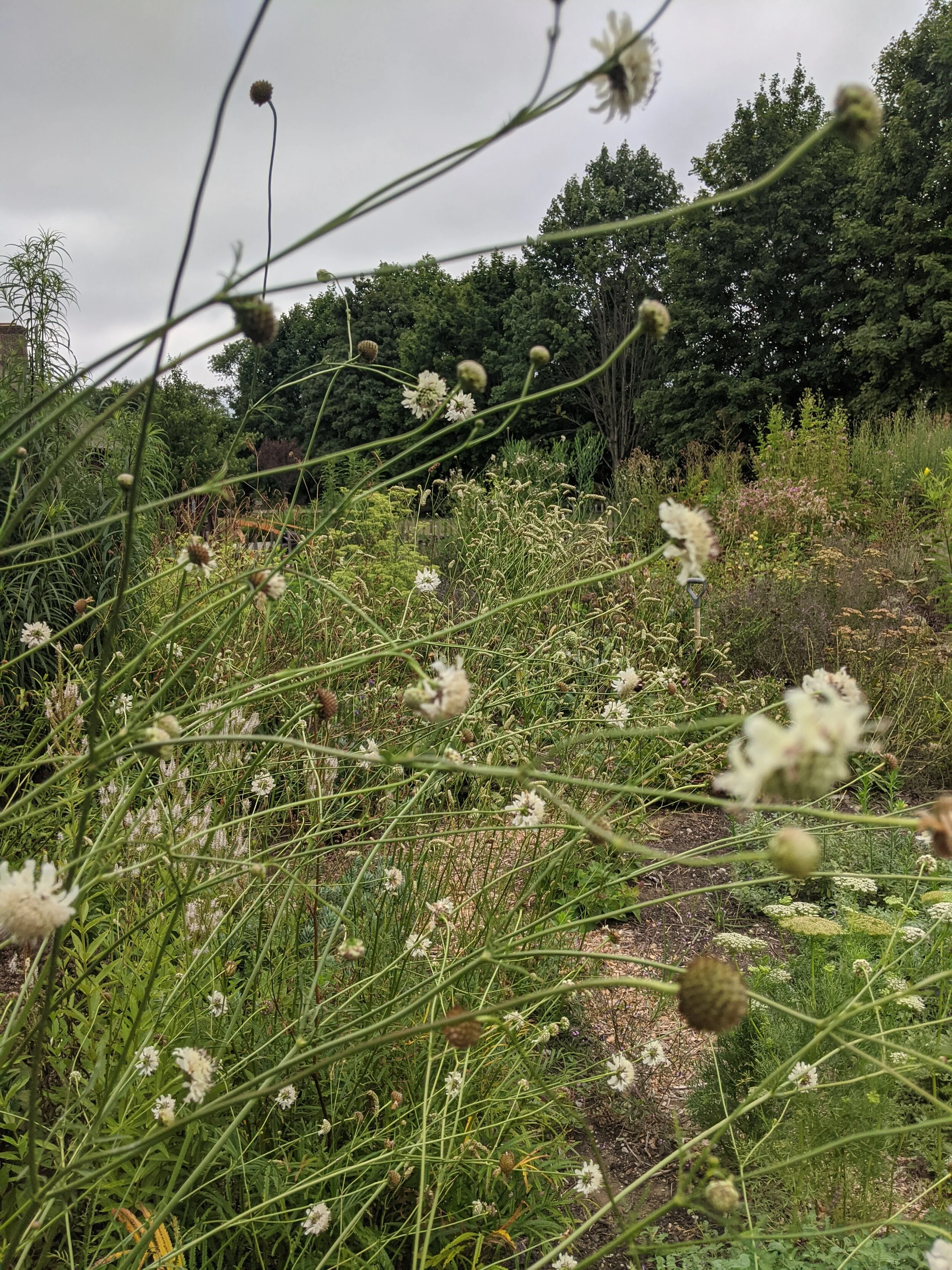 Cephalaria radiata.jpg