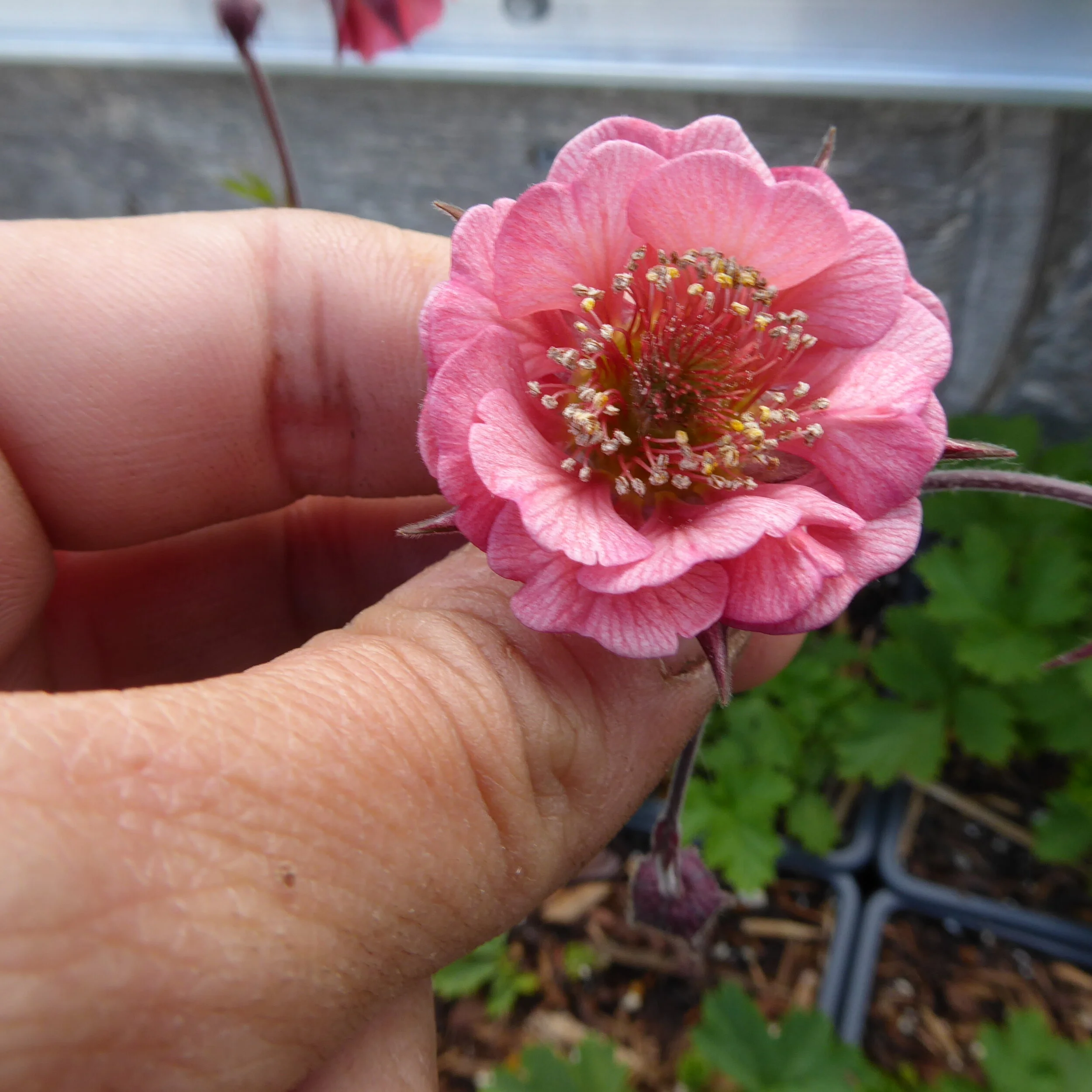 Geum Flames of Passion.jpg