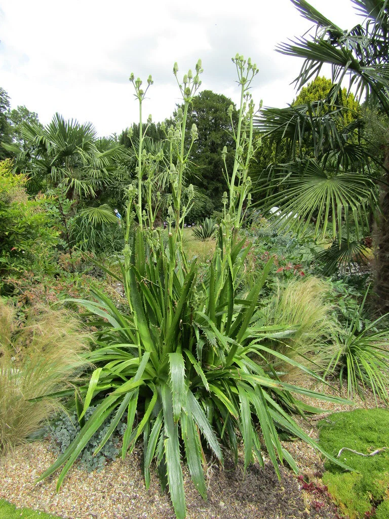 Eryngium agavifolium.jpg
