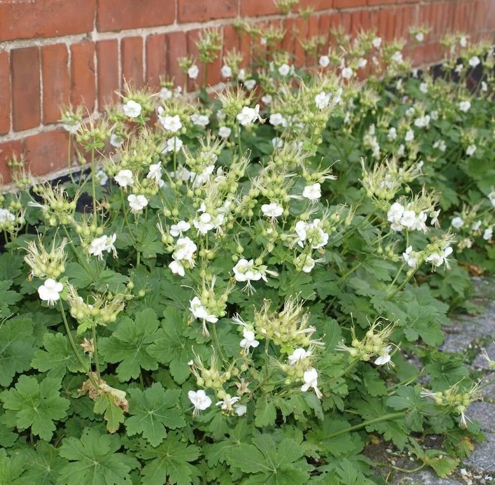 Geranium White Ness.jpg