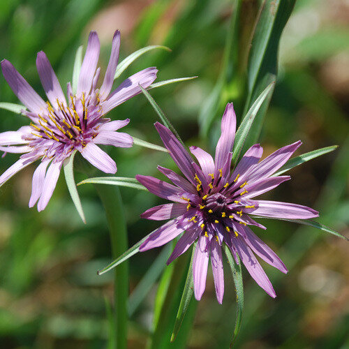Tragopogon crocifolius