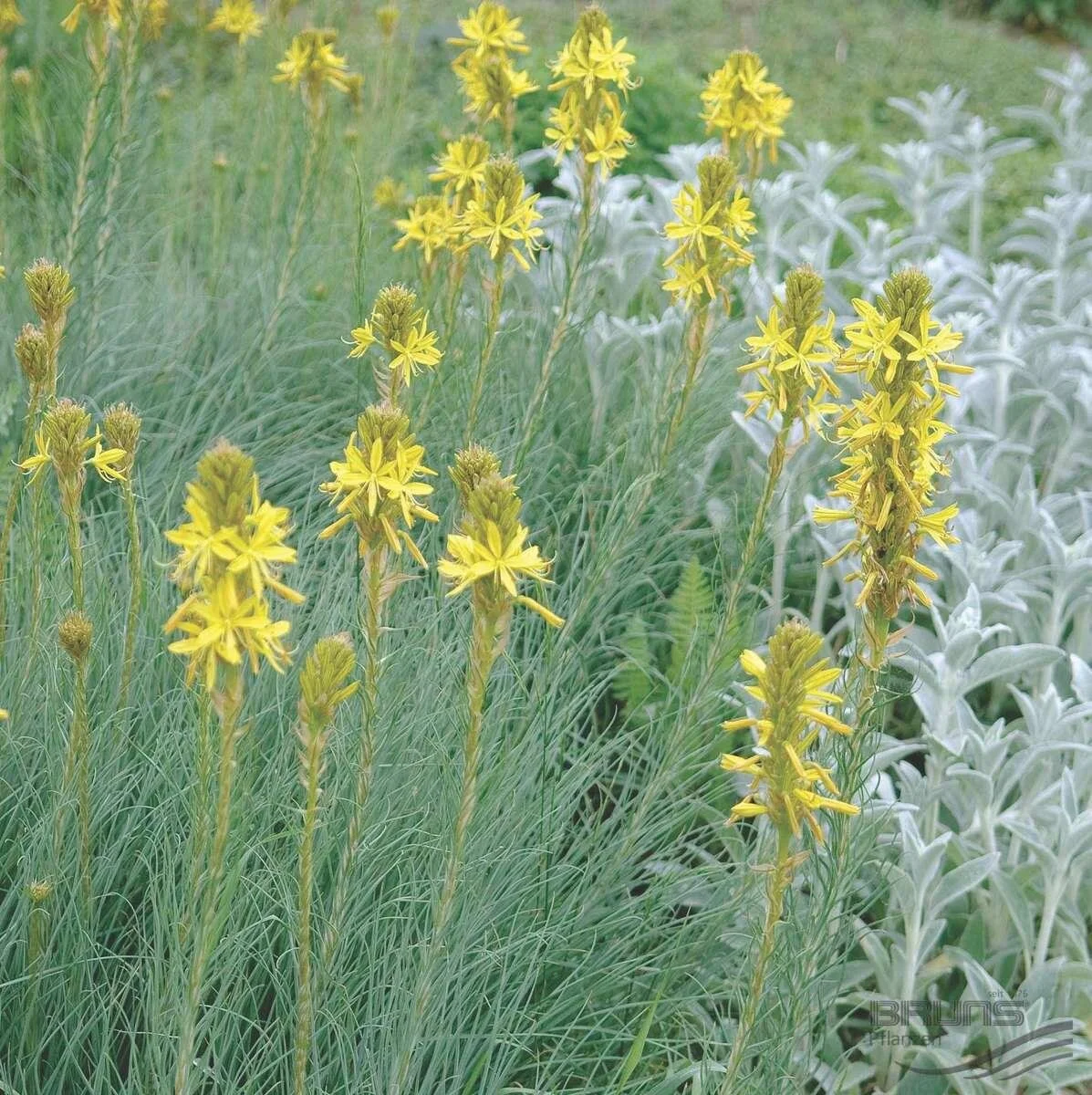 Asphedoline lutea.jpg