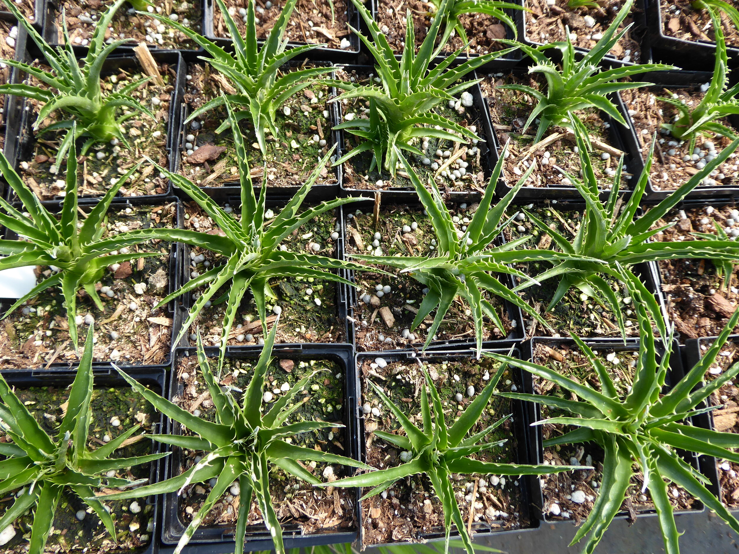 Puya chilensis pots.jpg