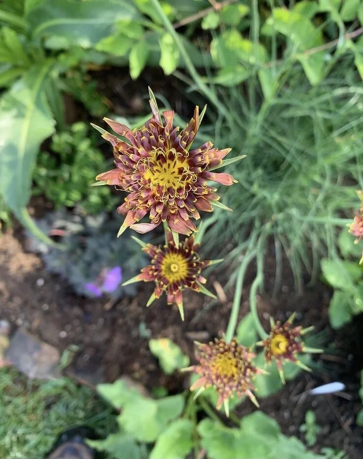 Tragopogon crocifolius.jpeg
