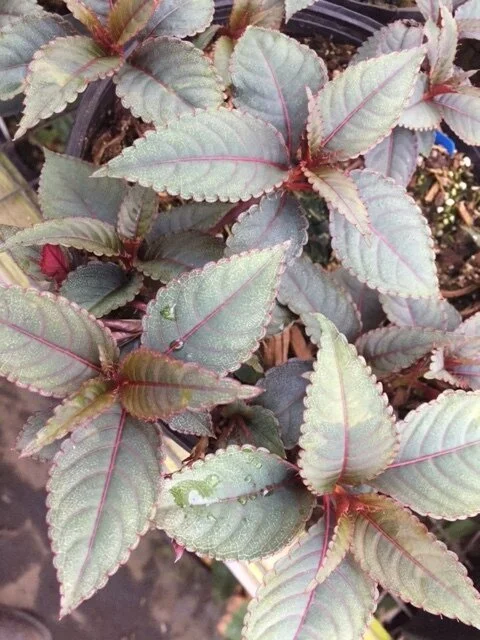 Impatiens+Black+Ice.JPG