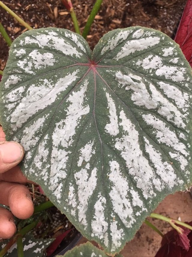 Begonia grandis leaf.jpeg