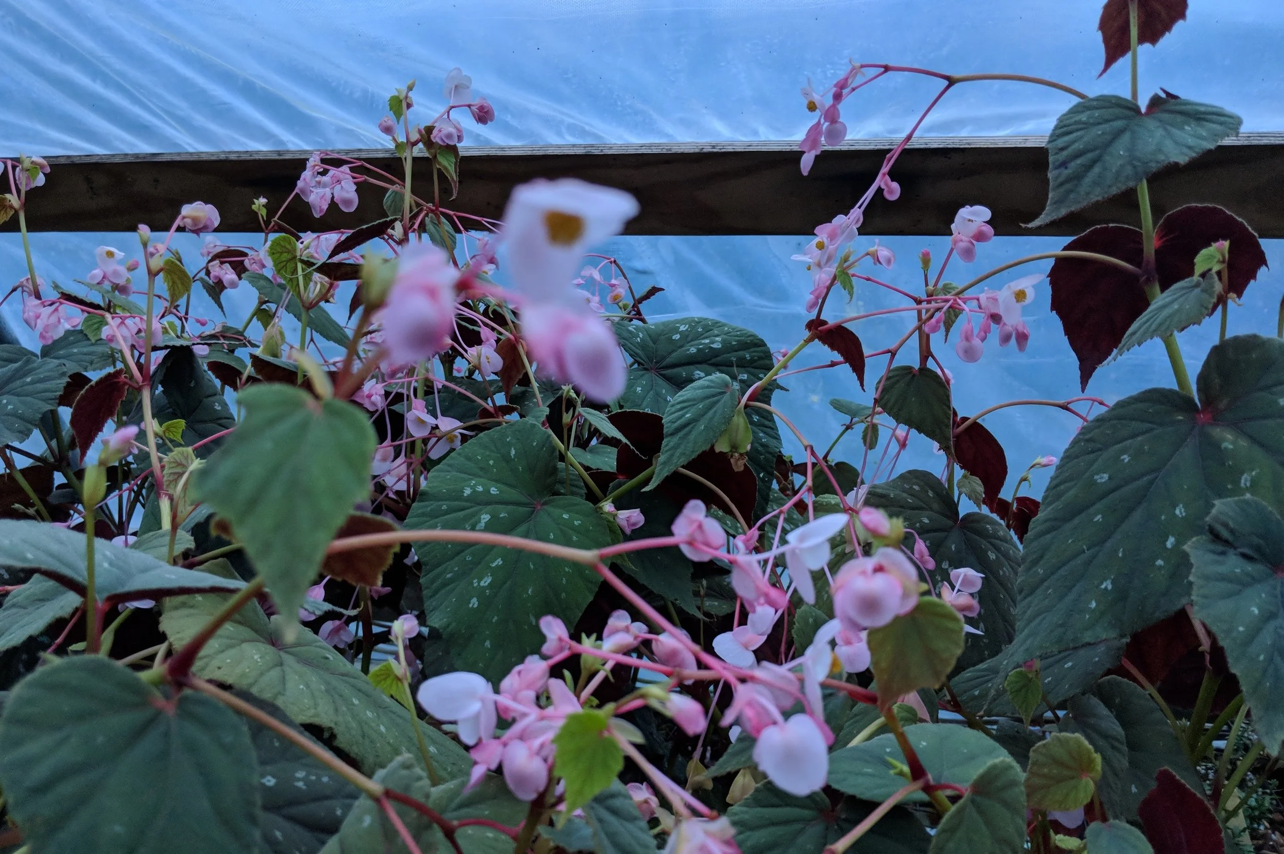 Begonia grandis 'Bells and Whistles'