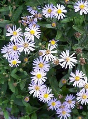 Aster ageratoides subsp. ovatus 'Adustus Nanus'