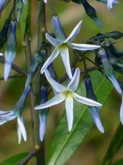 Amsonia rigida.jpg