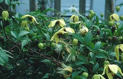 Clematis serratifolia