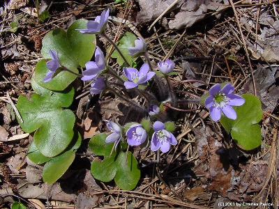 Hepatica americana