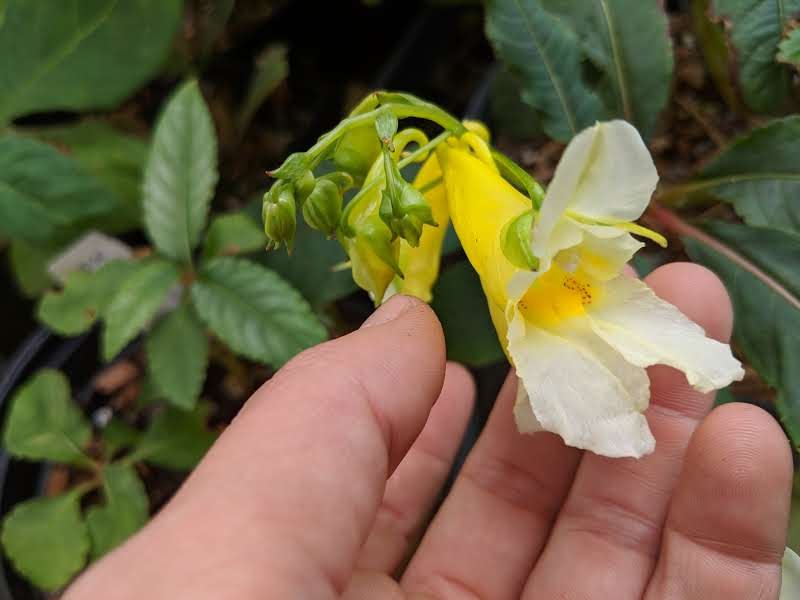 Impatiens arguta 'Alba'