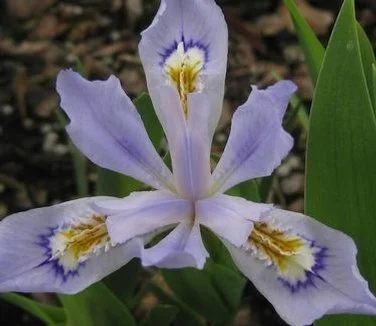 Iris cristata 'Powder Blue Giant'