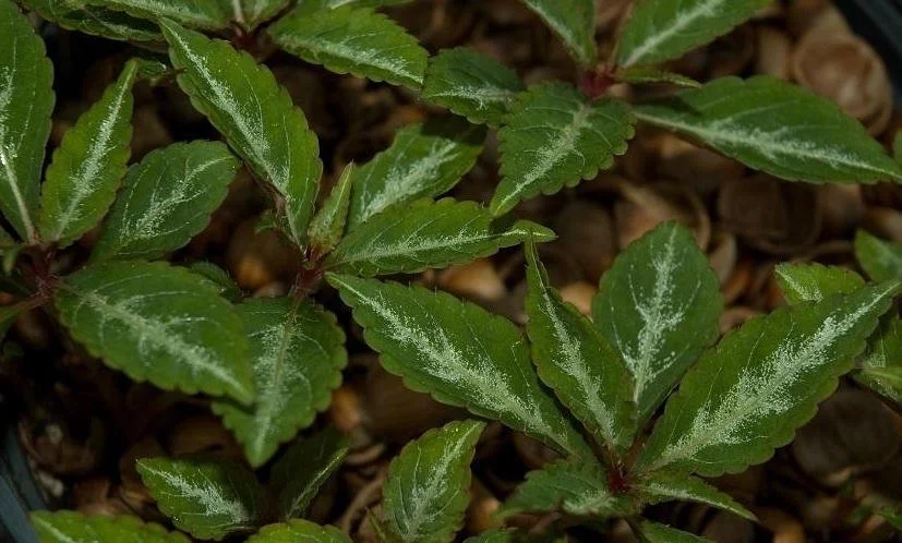 Impatiens omieana Silver and Green.jpg