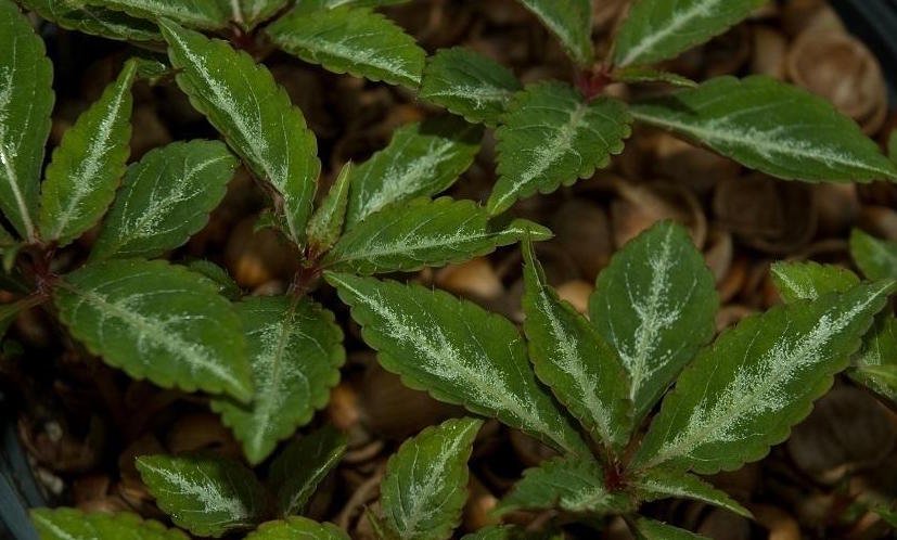 Impatiens omeiana 'Silver and Green'