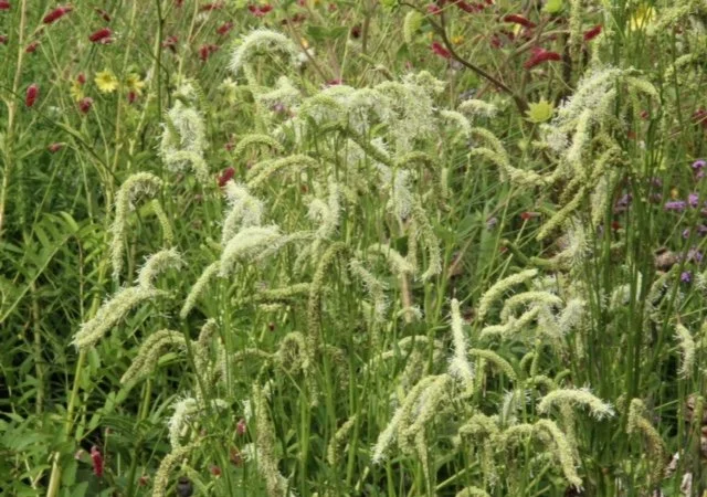 Sanguisorba dodecandra.jpg