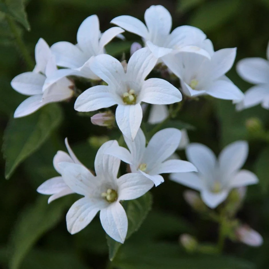 Campanula lactiflora 'Assendon Pearl'